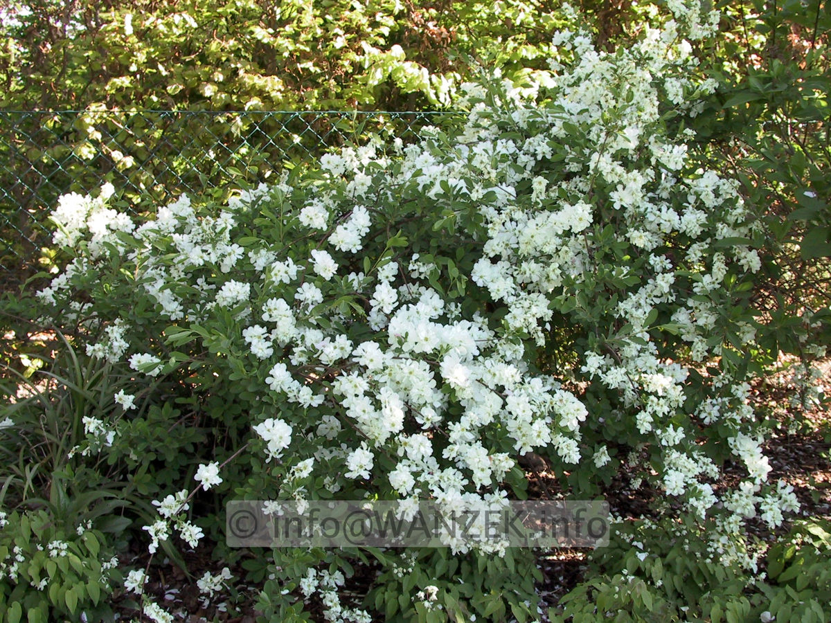 Exochorda macrantha The Bride - Sol 5-6 Jahre.JPG